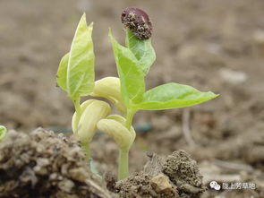 揭秘自然界的种子传播者，植物传播种子的奇妙方法