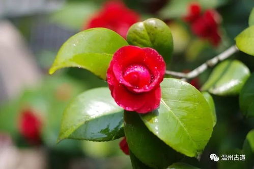 山茶花的色彩奥秘，自然之美的缤纷展现