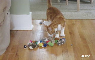 我家狐狸狗，揭秘这种独特犬种的魅力与养护之道