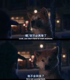 忠犬八公，跨越时间的爱与等待