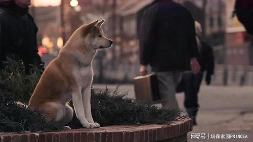 忠犬八公，跨越时间的爱与等待