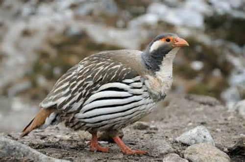 阿尔泰雪鸡，雪山精灵的神秘面纱