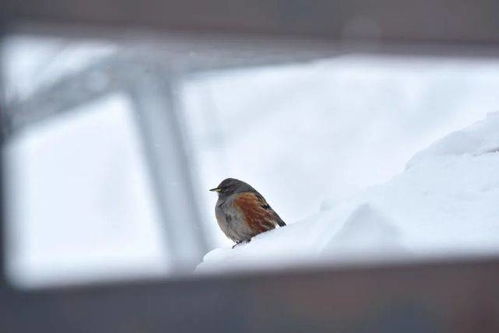 阿尔泰雪鸡，雪山精灵的神秘面纱