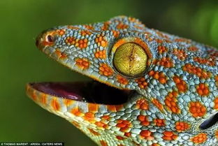 探索两栖世界的奥秘，青蛙与蟾蜍的奇妙生活