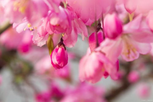 杜鹃花的秘密，美丽背后的真相