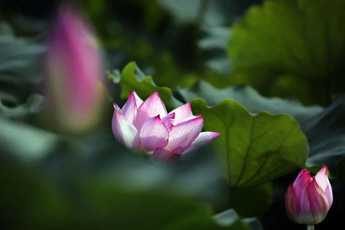 月光花，夜幕下的神秘使者