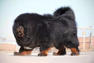 藏獒咬小女孩，宠物安全教育的警钟与责任意识的觉醒