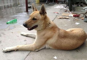 忠八公犬，一只狗的忠诚，一座城的传奇