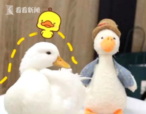 柯尔鸭，宠物界的新宠，价格背后的真相