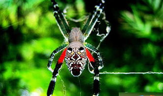 蜘蛛界的忍者，揭秘漏斗网蜘蛛的神秘世界