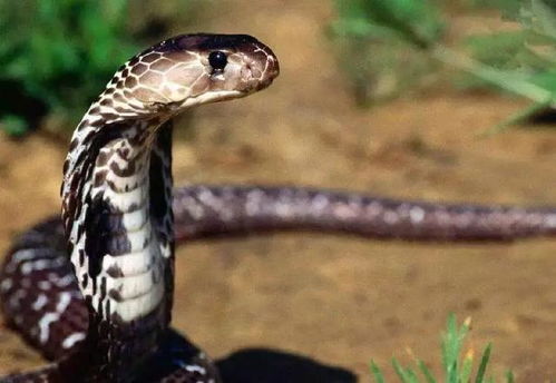 蛇影重重，200条眼镜蛇外逃事件的惊心动魄之旅