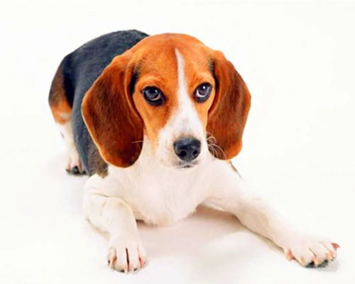 狗狗全家福，如何打造一个和谐的宠物家庭