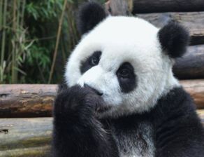 大熊猫的神秘生活，习性、行为与保护