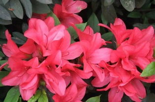 杜鹃花的秘密，美丽背后的毒性与警示