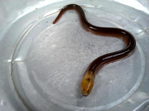 黄鳝中的隐形杀手，揭秘黄鳝寄生虫的危害与预防
