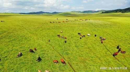 探索草原的奥秘，自然之美与生态平衡的宝库