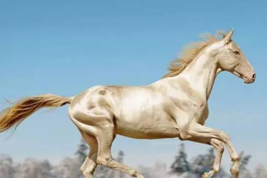汗血宝马，传奇的起源与神秘面纱