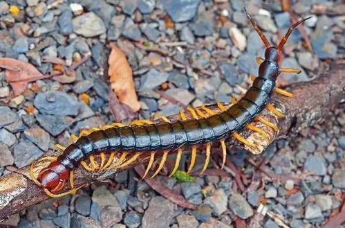 蜈蚣咬伤不用慌，急救措施全攻略