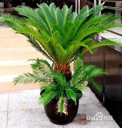 铁树开花，自然界中的罕见奇迹与象征意义