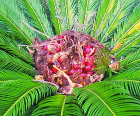 铁树开花，自然界中的罕见奇迹与象征意义