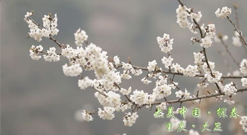 倒挂金钟养护秘籍，让美丽的花朵绽放在家