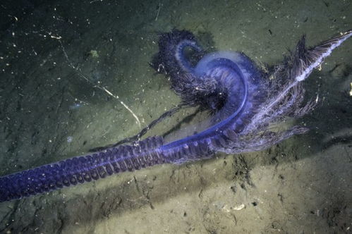 深海巨兽的神秘面纱，探索皇带鱼的奇异世界