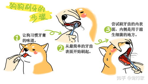 战胜牙龈炎，日常护理与预防的实用指南