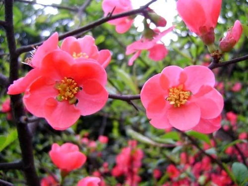 西府海棠，花中仙子的风采与养护指南