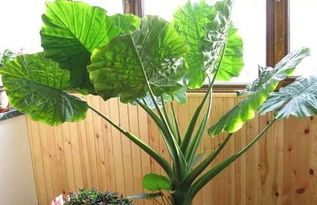 水培滴水观音的养殖方法，绿色生活的优雅选择