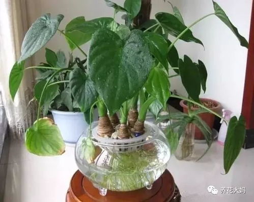 水培滴水观音的养殖方法，绿色生活的优雅选择
