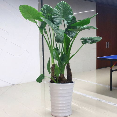 水培滴水观音的养殖方法，绿色生活的优雅选择