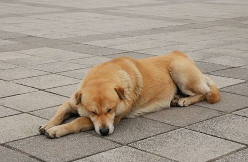 狗狗的健康成长，理解粗大好充实的真正含义