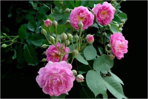 玫瑰的价格密码，一朵花背后的浪漫与经济