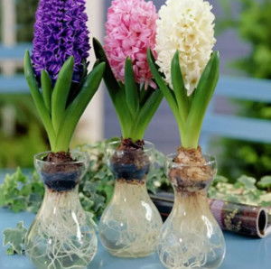 风信子水培，美丽绽放的秘诀与养护指南