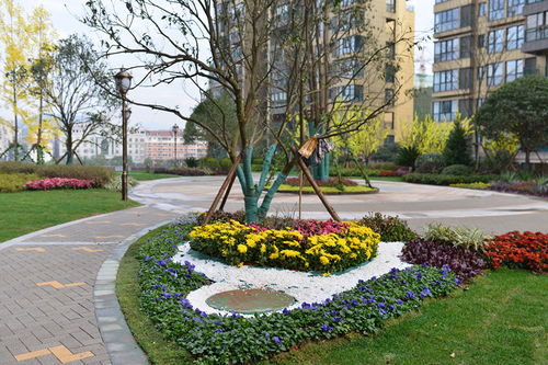 金钻罗汉松，园艺瑰宝与生活艺术的完美融合