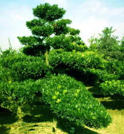 金钻罗汉松，园艺瑰宝与生活艺术的完美融合