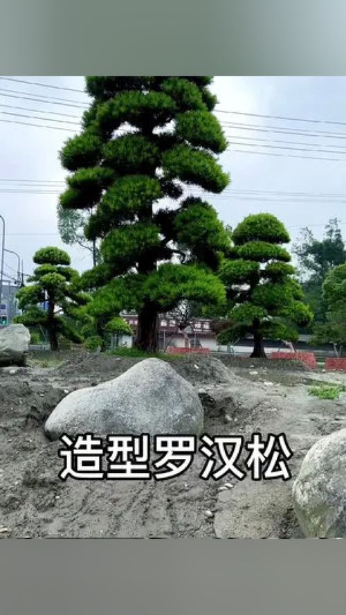 金钻罗汉松，园艺瑰宝与生活艺术的完美融合