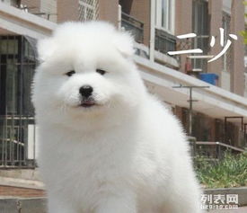 深圳萨摩耶，城市中的雪域精灵