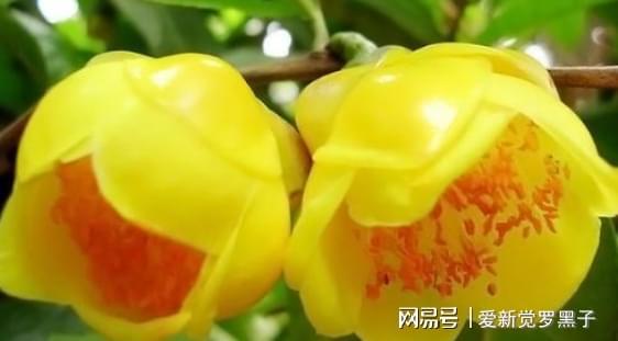 金花茶的金贵之选，价格背后的奥秘