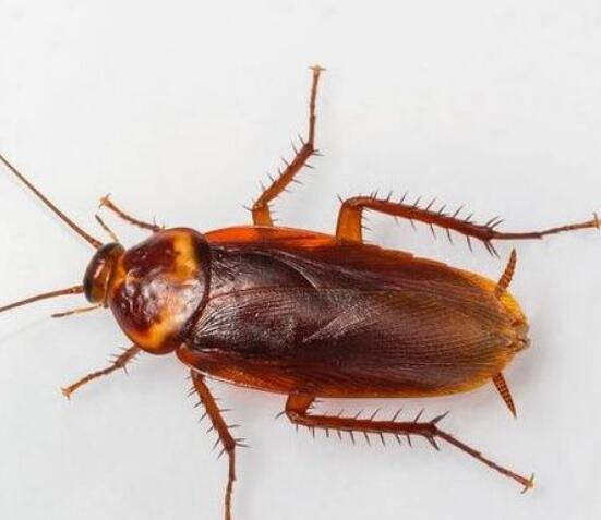 蟑螂，无处不在的小强，它们为何如此顽强？