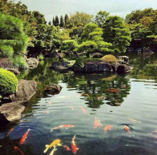 鱼塘水浑浊问题全解析，如何让浑浊的水变清澈