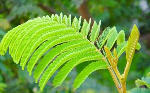 含羞草的秘密，探索植物界的害羞精灵