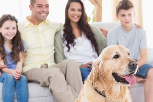 狗与人的深厚情谊，高清图片大全与背后的情感故事