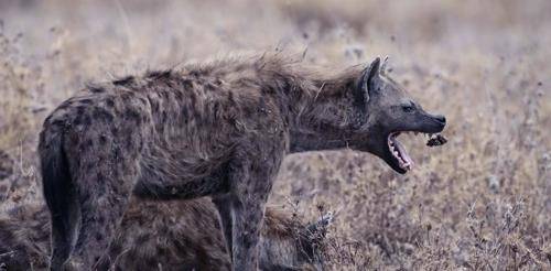 鬣狗与藏獒，自然界中的强者对决