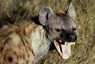 鬣狗与藏獒，自然界中的强者对决