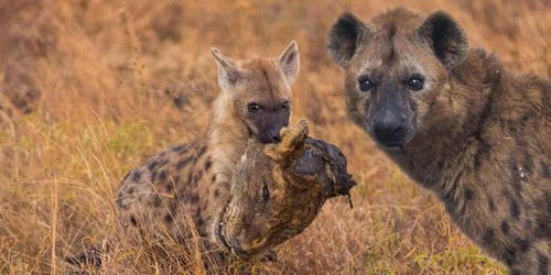 鬣狗与藏獒，自然界中的强者对决