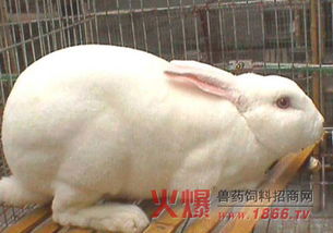 獭兔市场新动态，价格波动与投资指南