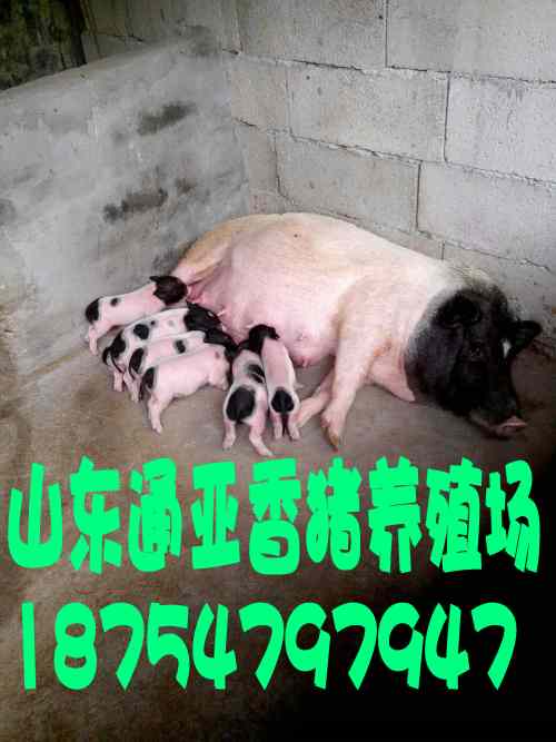 小香猪养殖，绿色农业的新宠，家庭农场的金钥匙