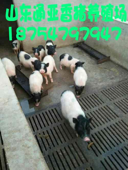 小香猪养殖，绿色农业的新宠，家庭农场的金钥匙