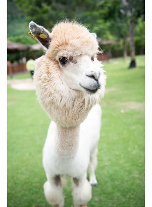 羊驼，宠物界的新宠，价格全解析